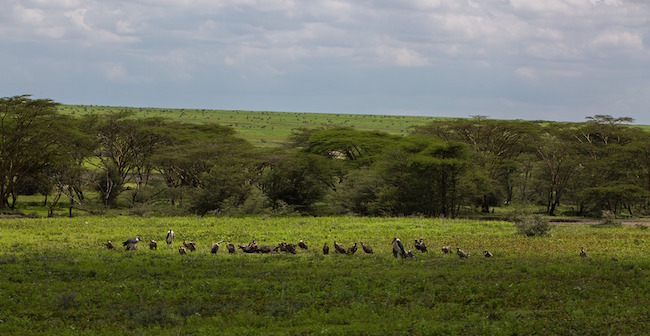 Area verde agricola