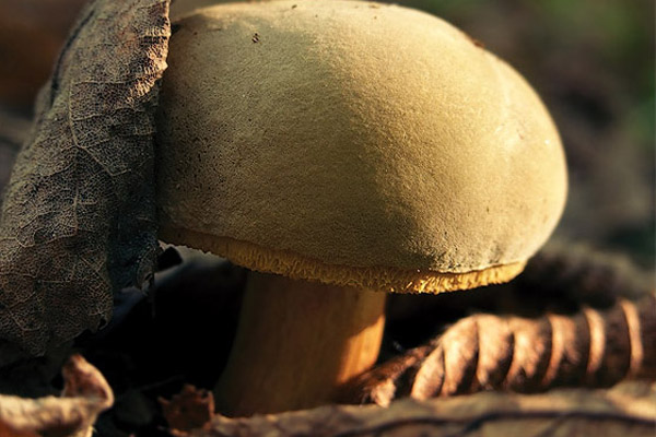 Bioedilizia, i mattoni ecologici ricavati dai funghi